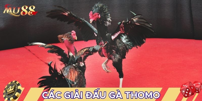 Các giải đấu gà Thomo