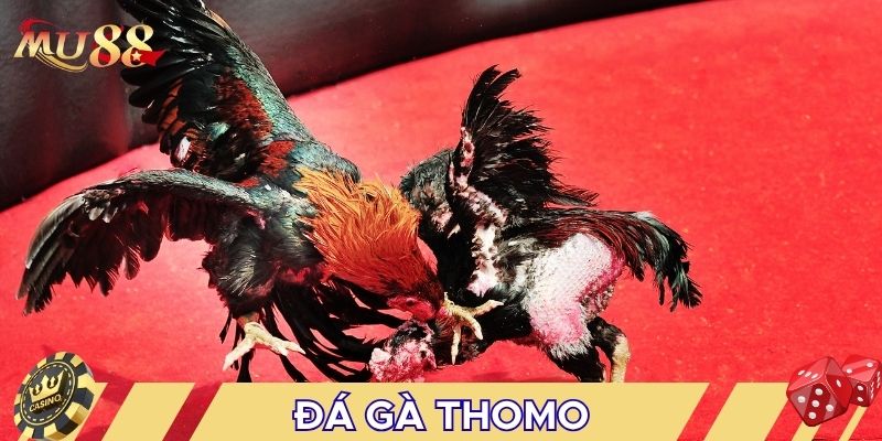 Đá gà Thomo là kiểu đá gà kịch tính