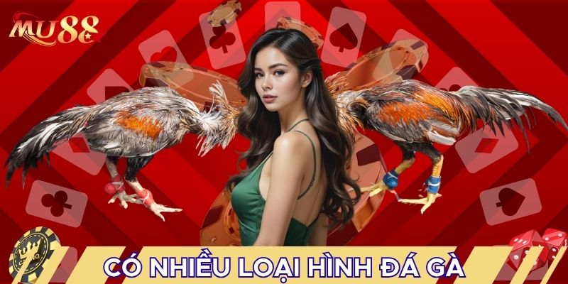 Có nhiều loại hình đá gà